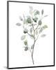 Seaglass Eucalyptus I-Grace Popp-Mounted Art Print