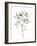 Seaglass Eucalyptus II-Grace Popp-Framed Art Print