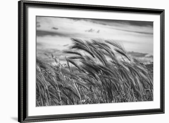 Seagrass Sway-Andrew Geiger-Framed Giclee Print