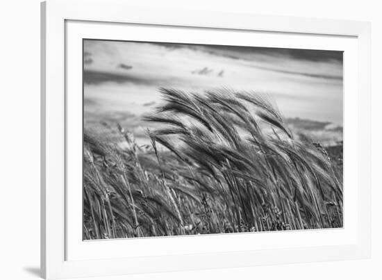 Seagrass Sway-Andrew Geiger-Framed Giclee Print