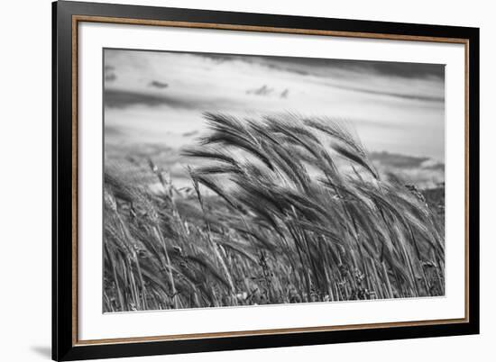 Seagrass Sway-Andrew Geiger-Framed Giclee Print