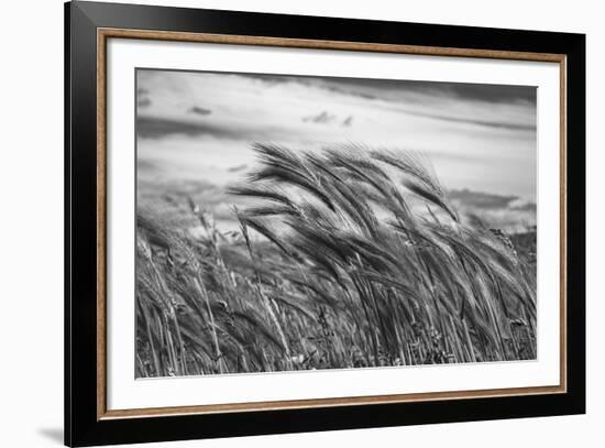 Seagrass Sway-Andrew Geiger-Framed Giclee Print