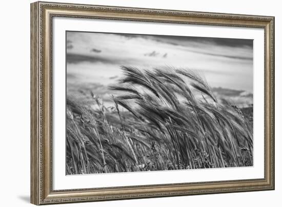 Seagrass Sway-Andrew Geiger-Framed Giclee Print