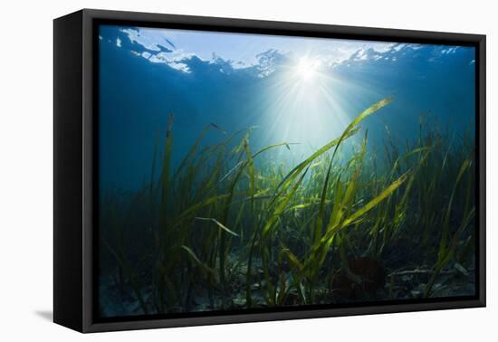 Seagrass-Reinhard Dirscherl-Framed Premier Image Canvas