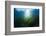 Seagrass-Reinhard Dirscherl-Framed Photographic Print