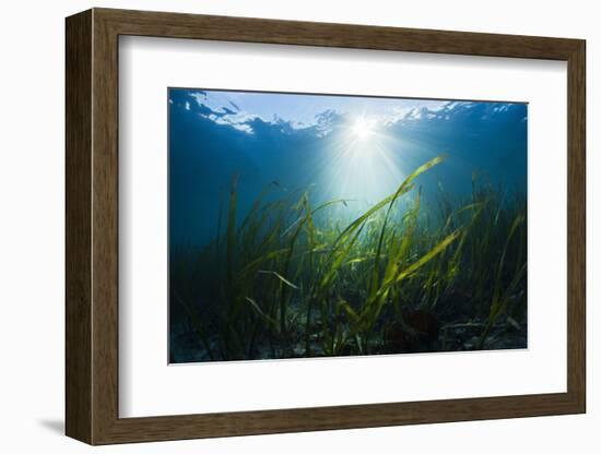 Seagrass-Reinhard Dirscherl-Framed Photographic Print