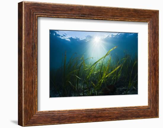 Seagrass-Reinhard Dirscherl-Framed Photographic Print