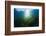 Seagrass-Reinhard Dirscherl-Framed Photographic Print