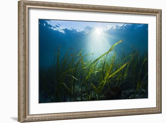 Seagrass-Reinhard Dirscherl-Framed Photographic Print