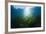 Seagrass-Reinhard Dirscherl-Framed Photographic Print