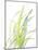 Seagrasses and Eelgrasses II-Lanie Loreth-Mounted Art Print