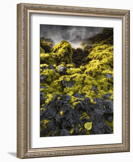 Seagrasses exposed at low tide, Isaac Hale Beach Park, Hawaii-Maresa Pryor-Framed Photographic Print