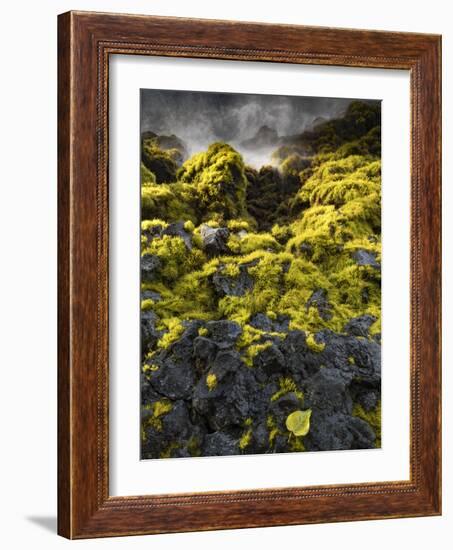 Seagrasses exposed at low tide, Isaac Hale Beach Park, Hawaii-Maresa Pryor-Framed Photographic Print