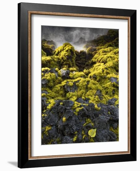 Seagrasses exposed at low tide, Isaac Hale Beach Park, Hawaii-Maresa Pryor-Framed Photographic Print