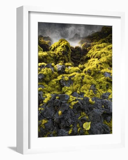 Seagrasses exposed at low tide, Isaac Hale Beach Park, Hawaii-Maresa Pryor-Framed Photographic Print