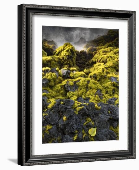 Seagrasses exposed at low tide, Isaac Hale Beach Park, Hawaii-Maresa Pryor-Framed Photographic Print