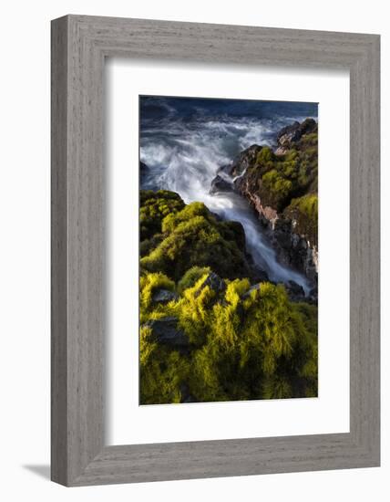 Seagrasses exposed at low tide, Isaac Hale Beach Park, Hawaii-Maresa Pryor-Framed Photographic Print