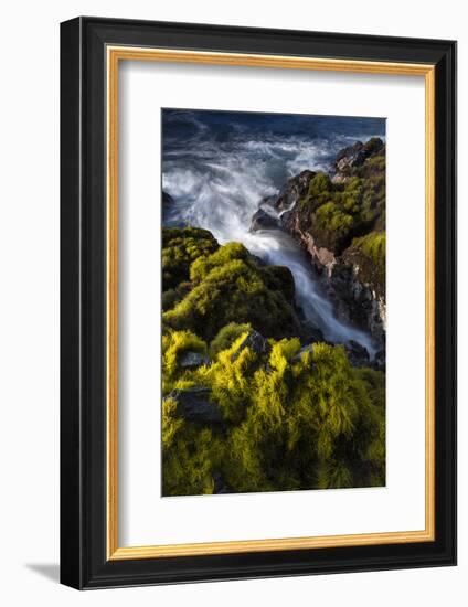 Seagrasses exposed at low tide, Isaac Hale Beach Park, Hawaii-Maresa Pryor-Framed Photographic Print