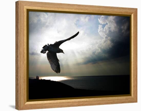 Seagul in flight over Lake Michigan beach, Indiana Dunes, Indiana, USA-Anna Miller-Framed Premier Image Canvas