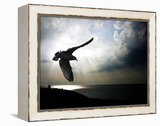 Seagul in flight over Lake Michigan beach, Indiana Dunes, Indiana, USA-Anna Miller-Framed Premier Image Canvas