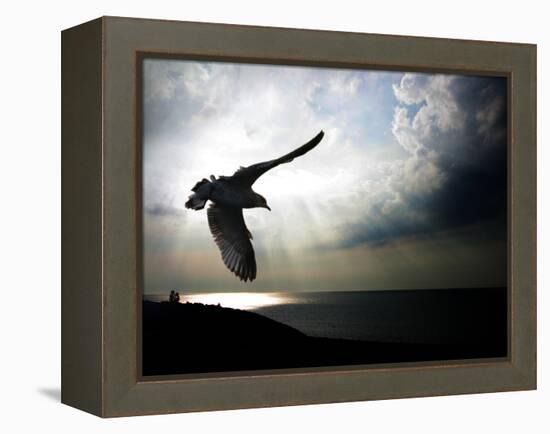 Seagul in flight over Lake Michigan beach, Indiana Dunes, Indiana, USA-Anna Miller-Framed Premier Image Canvas