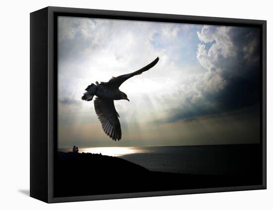 Seagul in flight over Lake Michigan beach, Indiana Dunes, Indiana, USA-Anna Miller-Framed Premier Image Canvas