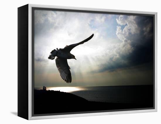 Seagul in flight over Lake Michigan beach, Indiana Dunes, Indiana, USA-Anna Miller-Framed Premier Image Canvas