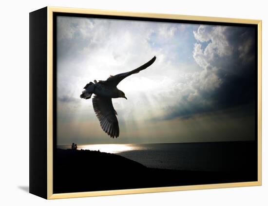 Seagul in flight over Lake Michigan beach, Indiana Dunes, Indiana, USA-Anna Miller-Framed Premier Image Canvas