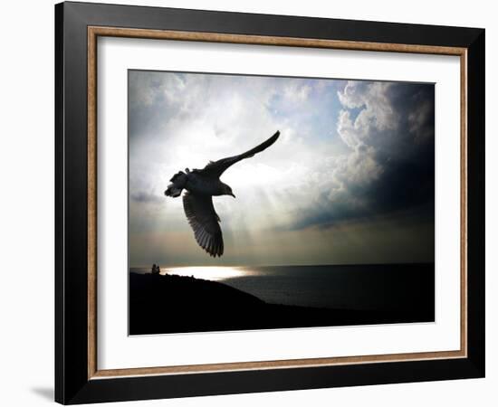 Seagul in flight over Lake Michigan beach, Indiana Dunes, Indiana, USA-Anna Miller-Framed Photographic Print