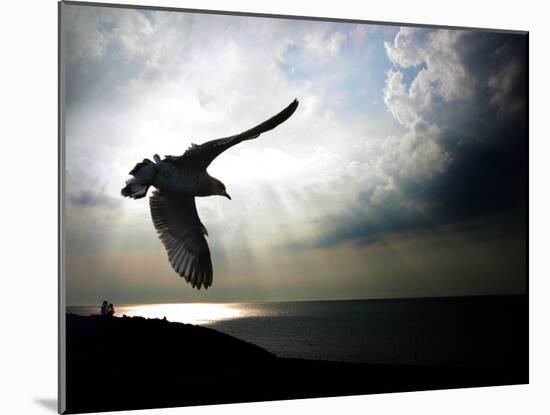 Seagul in flight over Lake Michigan beach, Indiana Dunes, Indiana, USA-Anna Miller-Mounted Photographic Print