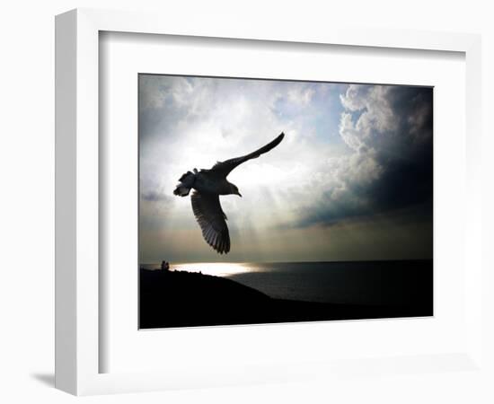 Seagul in flight over Lake Michigan beach, Indiana Dunes, Indiana, USA-Anna Miller-Framed Photographic Print