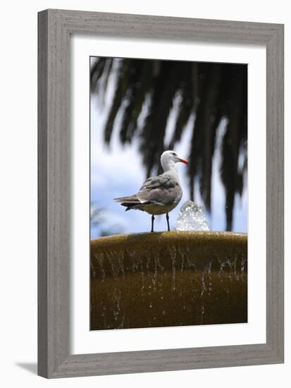 Seagul on Sausalito Fountain, Marin County, California-Anna Miller-Framed Photographic Print