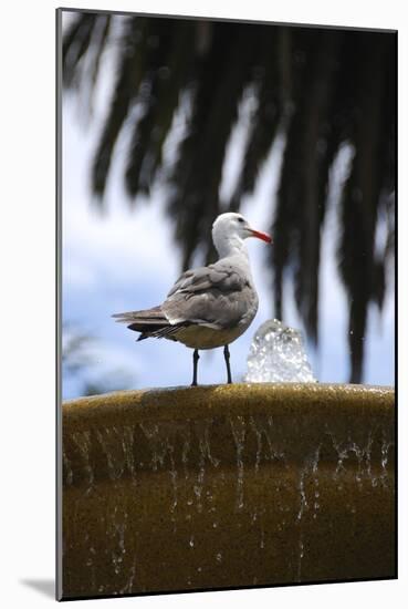 Seagul on Sausalito Fountain, Marin County, California-Anna Miller-Mounted Photographic Print