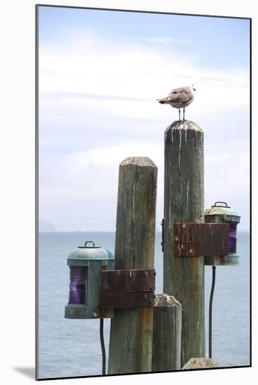 Seagul on Sausalito Pier, Marin County, California-Anna Miller-Mounted Photographic Print