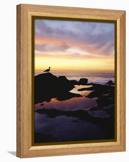 Seagull at Sunset Cliffs Tidepools on the Pacific Ocean, San Diego, California, USA-Christopher Talbot Frank-Framed Premier Image Canvas