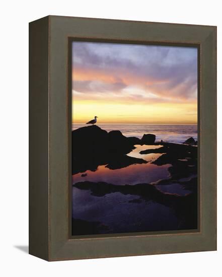 Seagull at Sunset Cliffs Tidepools on the Pacific Ocean, San Diego, California, USA-Christopher Talbot Frank-Framed Premier Image Canvas