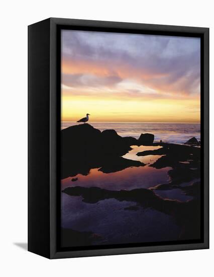 Seagull at Sunset Cliffs Tidepools on the Pacific Ocean, San Diego, California, USA-Christopher Talbot Frank-Framed Premier Image Canvas