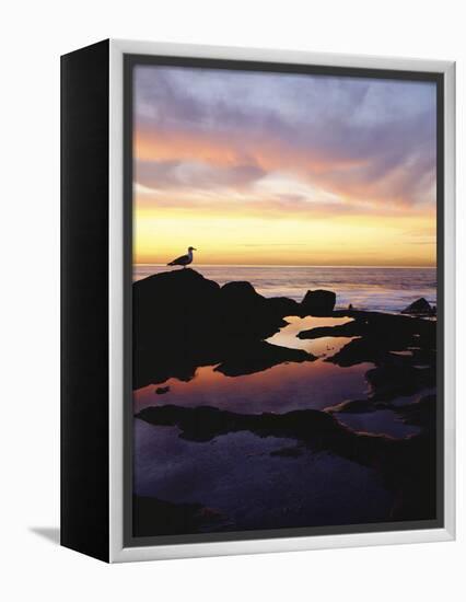 Seagull at Sunset Cliffs Tidepools on the Pacific Ocean, San Diego, California, USA-Christopher Talbot Frank-Framed Premier Image Canvas