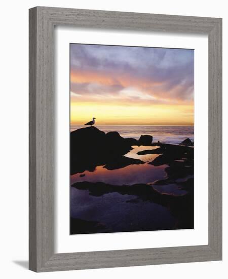 Seagull at Sunset Cliffs Tidepools on the Pacific Ocean, San Diego, California, USA-Christopher Talbot Frank-Framed Photographic Print