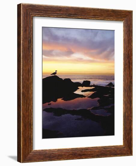 Seagull at Sunset Cliffs Tidepools on the Pacific Ocean, San Diego, California, USA-Christopher Talbot Frank-Framed Photographic Print