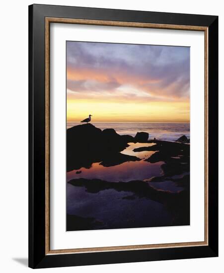 Seagull at Sunset Cliffs Tidepools on the Pacific Ocean, San Diego, California, USA-Christopher Talbot Frank-Framed Photographic Print