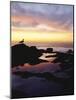 Seagull at Sunset Cliffs Tidepools on the Pacific Ocean, San Diego, California, USA-Christopher Talbot Frank-Mounted Photographic Print