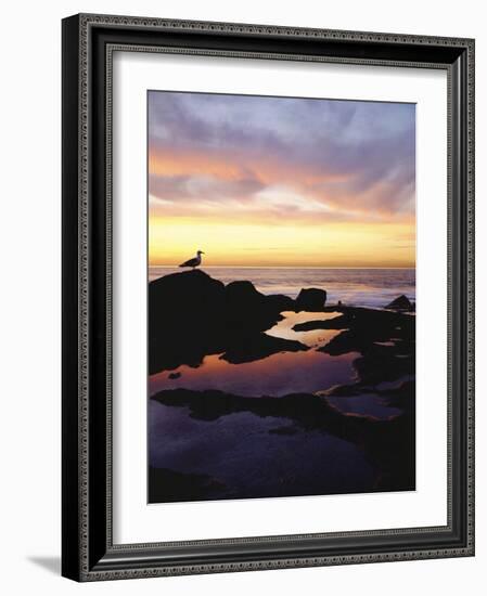 Seagull at Sunset Cliffs Tidepools on the Pacific Ocean, San Diego, California, USA-Christopher Talbot Frank-Framed Photographic Print