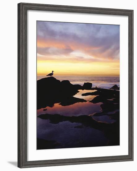 Seagull at Sunset Cliffs Tidepools on the Pacific Ocean, San Diego, California, USA-Christopher Talbot Frank-Framed Photographic Print