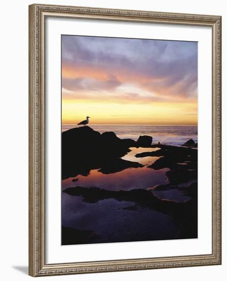 Seagull at Sunset Cliffs Tidepools on the Pacific Ocean, San Diego, California, USA-Christopher Talbot Frank-Framed Photographic Print