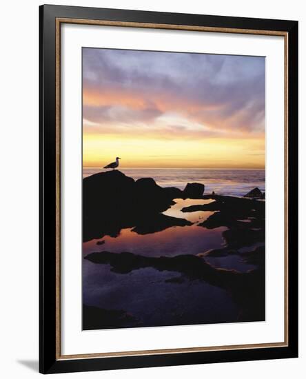 Seagull at Sunset Cliffs Tidepools on the Pacific Ocean, San Diego, California, USA-Christopher Talbot Frank-Framed Photographic Print