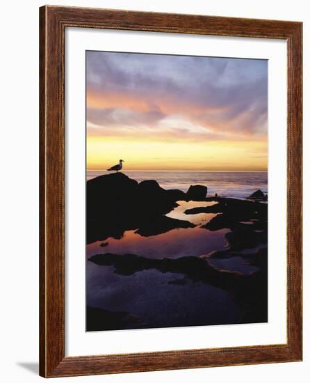 Seagull at Sunset Cliffs Tidepools on the Pacific Ocean, San Diego, California, USA-Christopher Talbot Frank-Framed Photographic Print