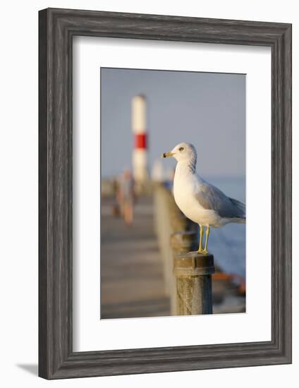 Seagull at the Lake Ontario Pier, Rochester, New York, USA-Cindy Miller Hopkins-Framed Photographic Print