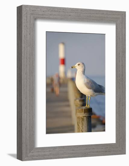 Seagull at the Lake Ontario Pier, Rochester, New York, USA-Cindy Miller Hopkins-Framed Photographic Print