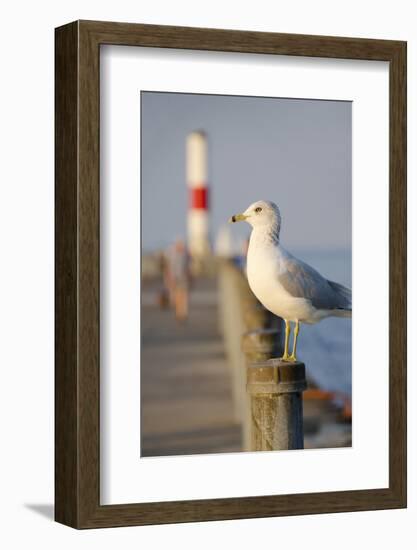 Seagull at the Lake Ontario Pier, Rochester, New York, USA-Cindy Miller Hopkins-Framed Photographic Print